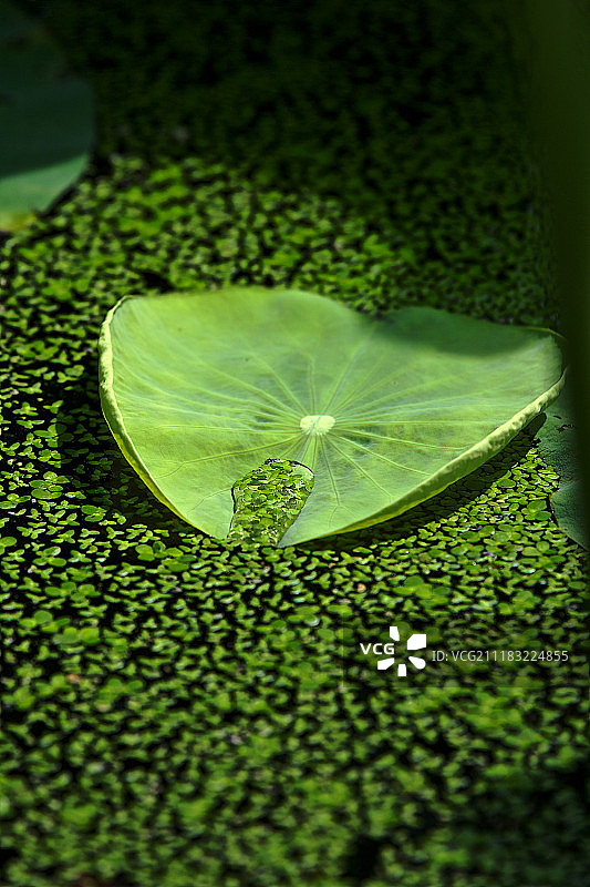 莲叶特写图片素材