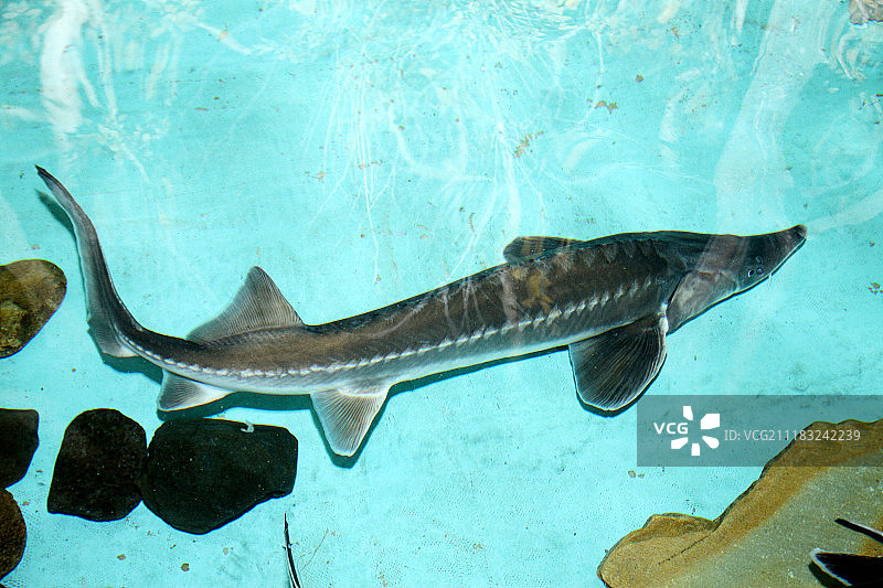 中华鲟图片素材