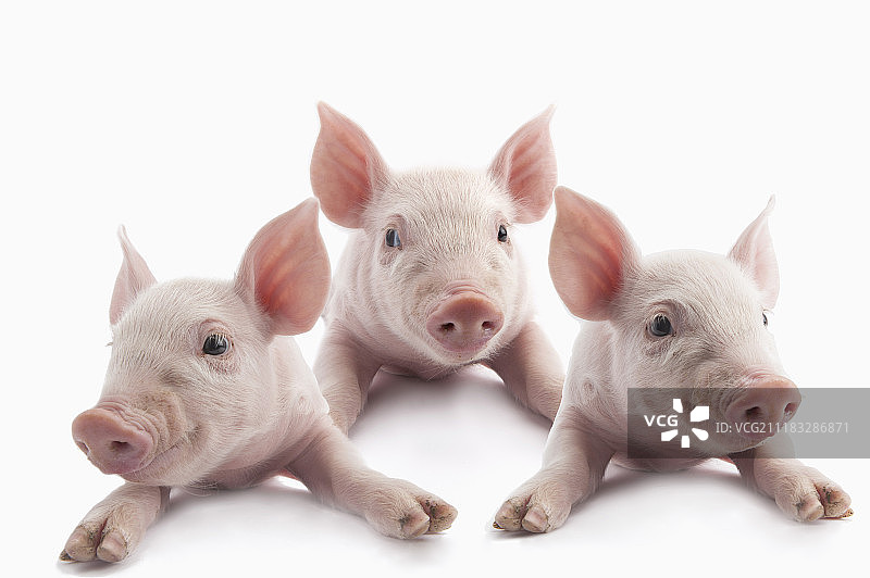 三只小猪图片素材