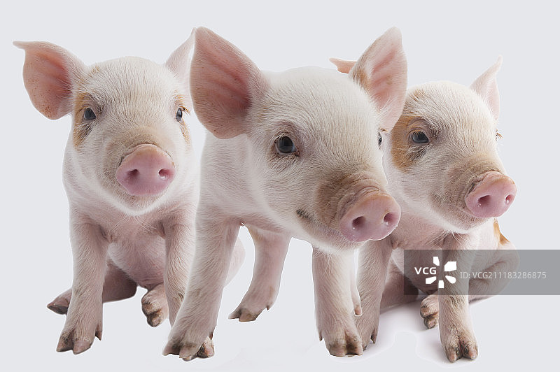 三只小猪图片素材