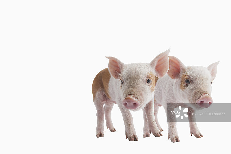 二只小猪图片素材