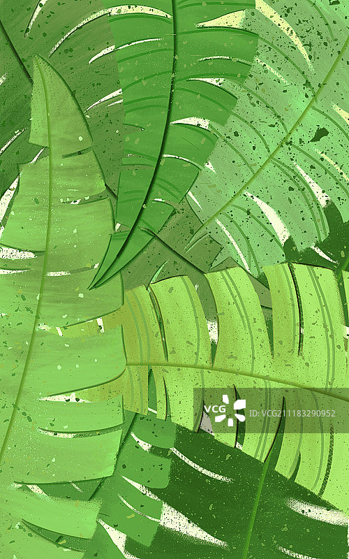 热带雨林图片素材