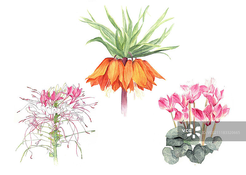 花卉图片素材