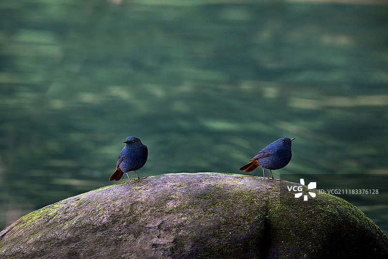 红尾水鸲图片素材