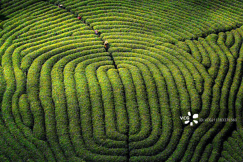 指纹茶园图片素材