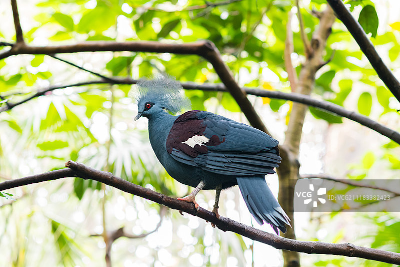 维多利亚王冠鸽图片素材