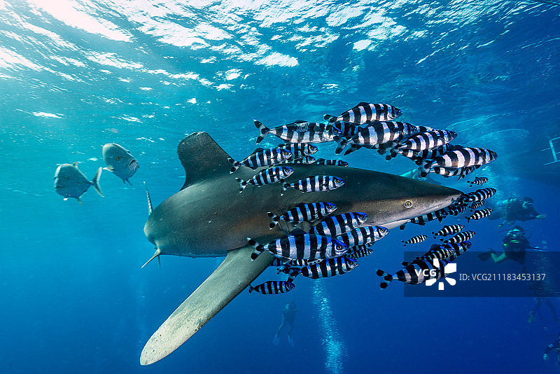 埃及红海远洋白鳍鲨图片素材
