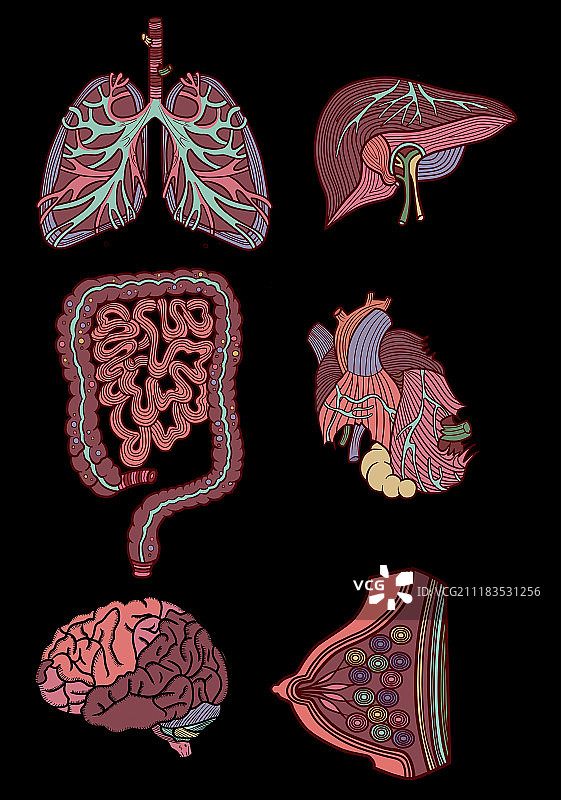 人体器官图片素材