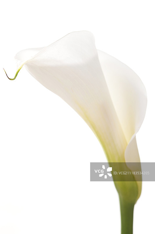 马蹄莲图片素材