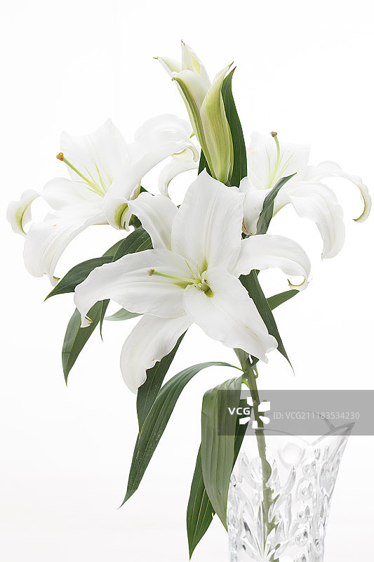 百合花图片素材