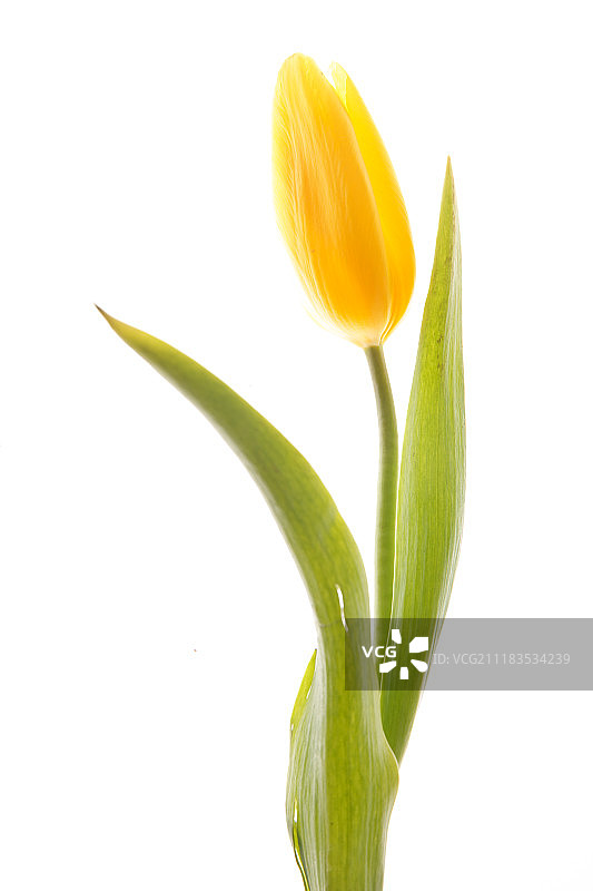 郁金香图片素材