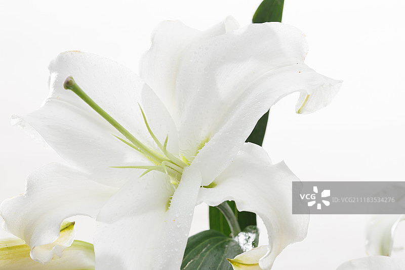 百合花图片素材