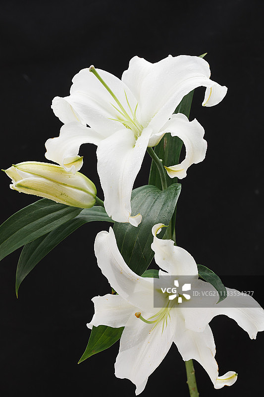 百合花图片素材