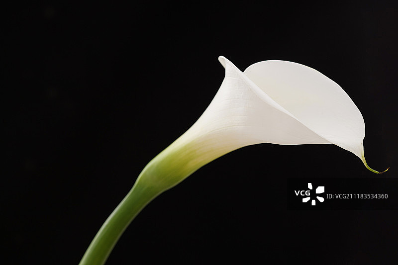 马蹄莲图片素材