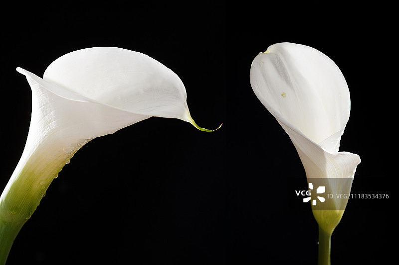 马蹄莲图片素材