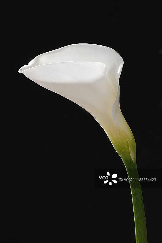 马蹄莲图片素材