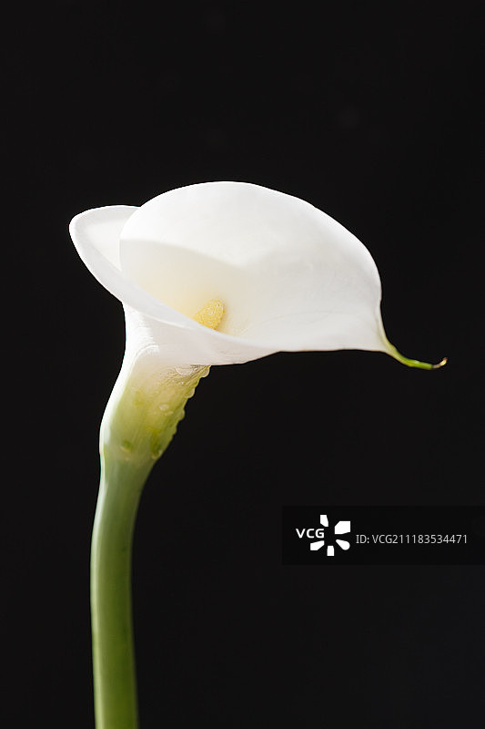 马蹄莲图片素材