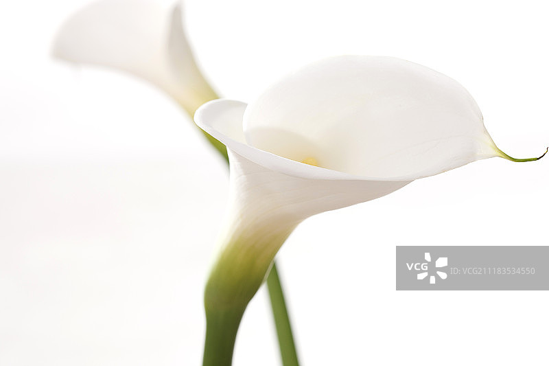 马蹄莲图片素材