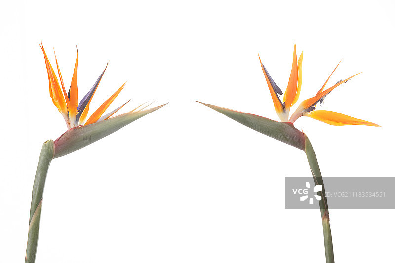 天堂鸟图片素材