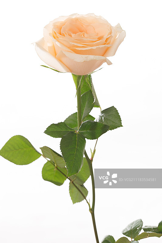 玫瑰花图片素材