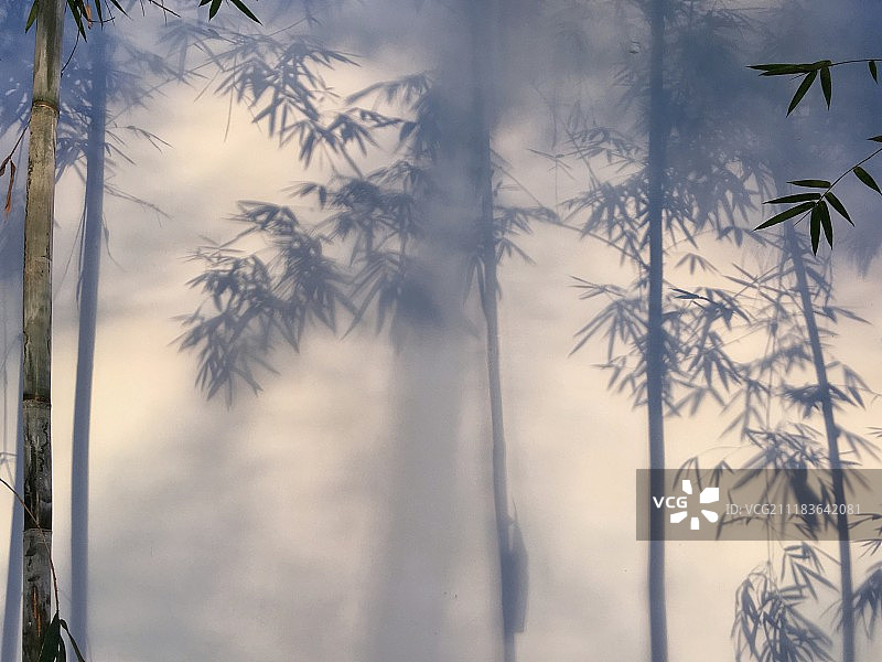 竹林间雾景图片素材