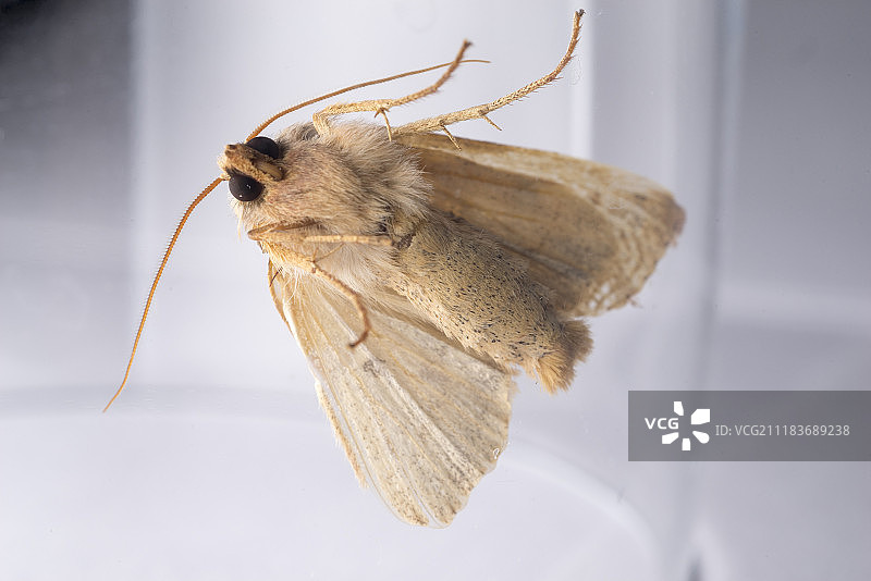 飞蛾微距摄影图片素材