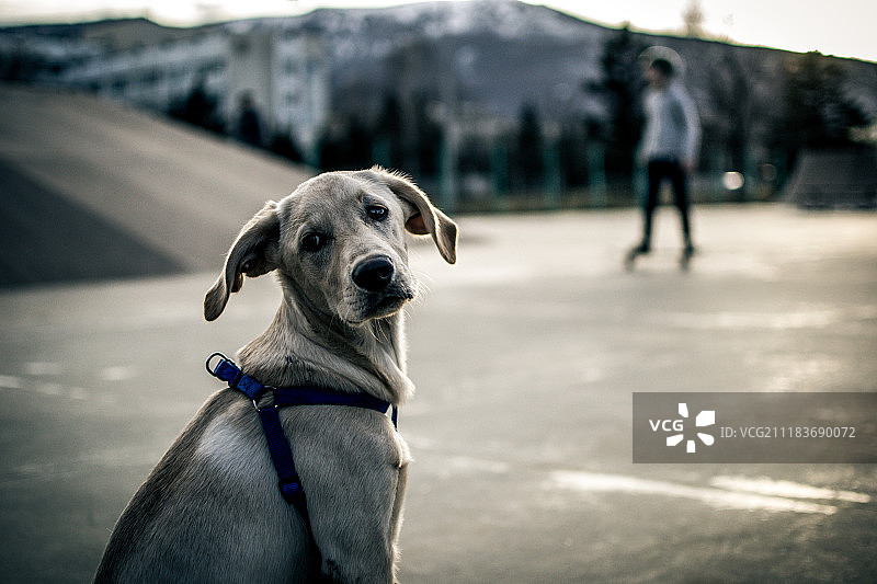 特写的狗图片素材