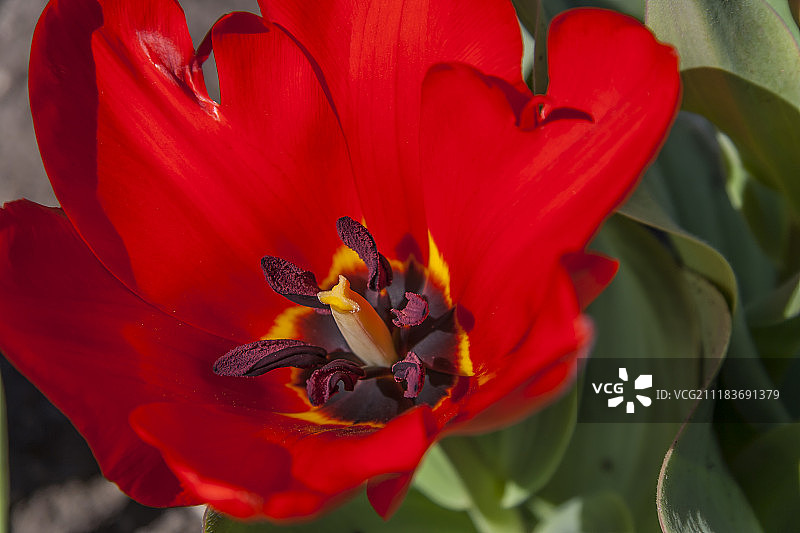 红色郁金香图片素材