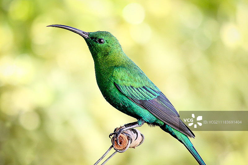 太阳蜂鸟图片素材