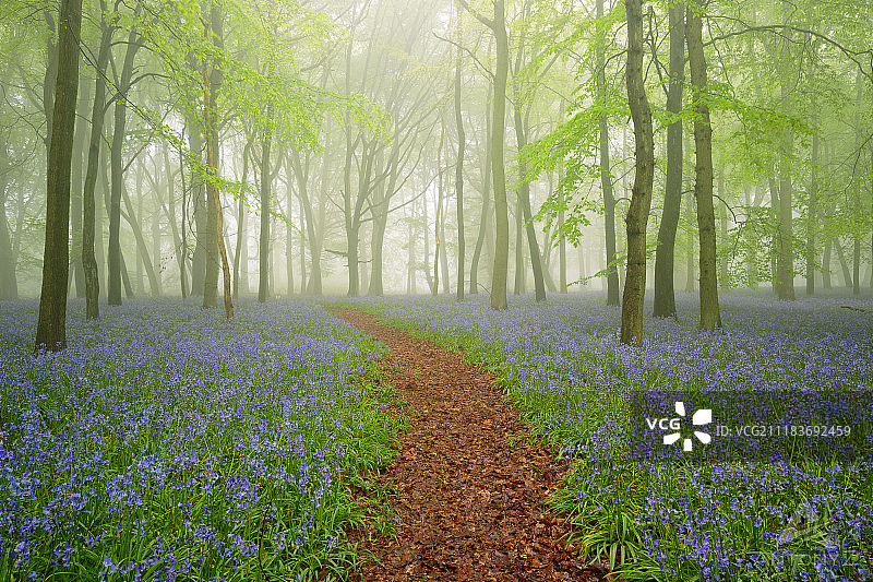 风信子之晨图片素材