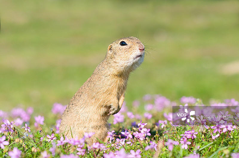 天生可爱图片素材