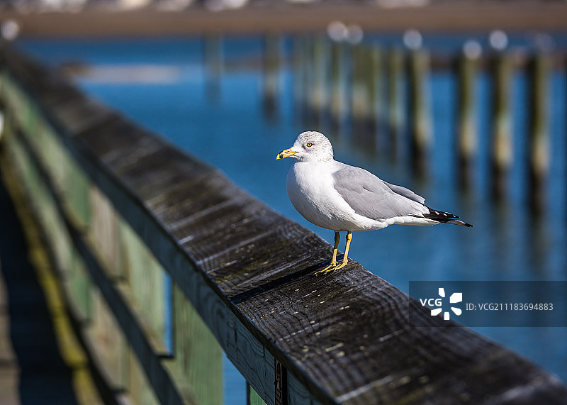 栏杆上的海鸥图片素材