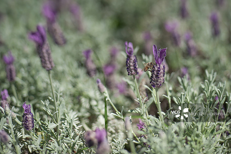 薰衣草与蜜蜂图片素材