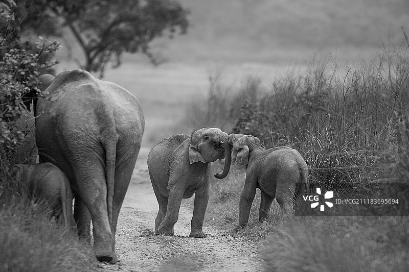 淘气的孩子们图片素材