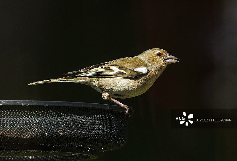 常见的苍头燕雀的女图片素材