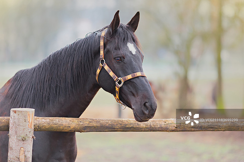 骏马肖像图片素材