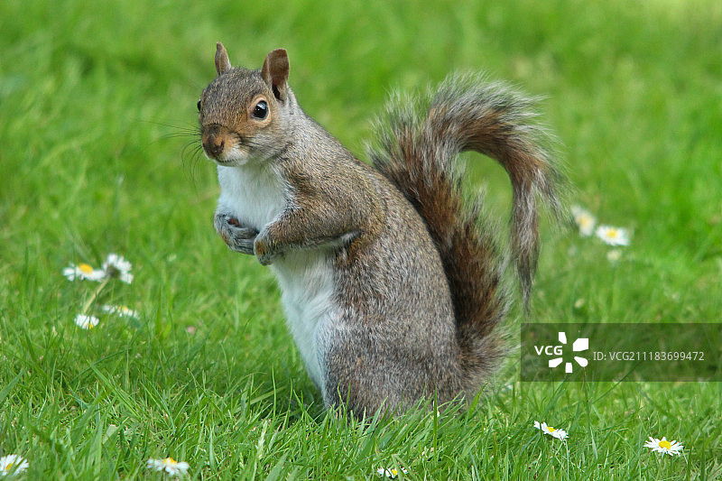 春季松鼠图片素材