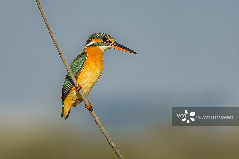 普通翠鸟图片素材