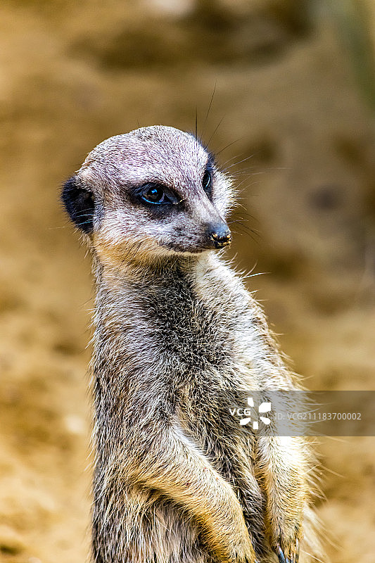 狐獴特写图片素材