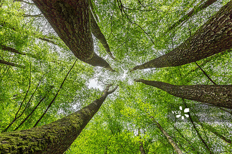 在布痕瓦尔德集中营图片素材