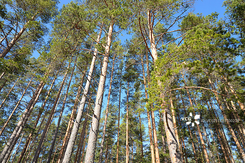 松树林图片素材