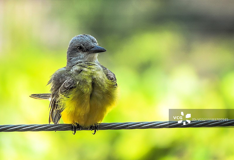 壮丽的埃尔阿马里洛图片素材