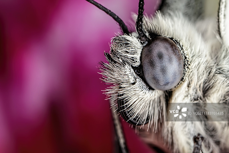 蝴蝶写真图片素材