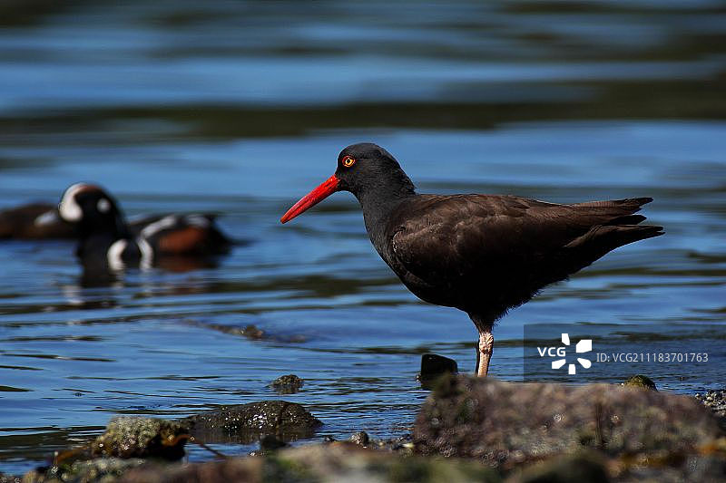 我也会游泳图片素材