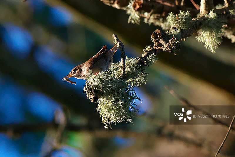 早起的鸟儿有虫吃图片素材