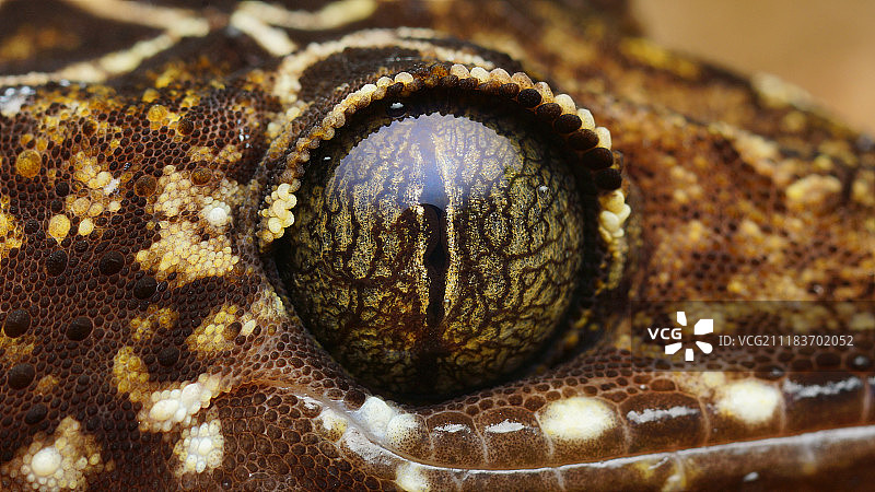 彼得氏森林壁虎图片素材