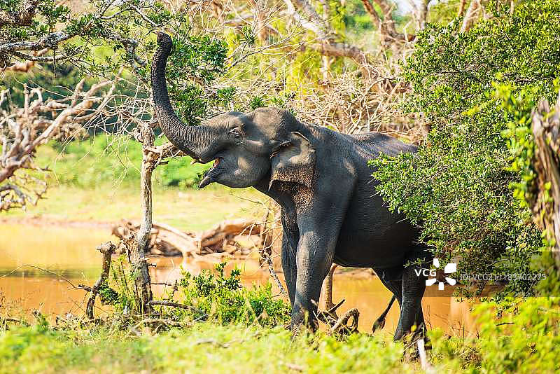 吃点东西图片素材