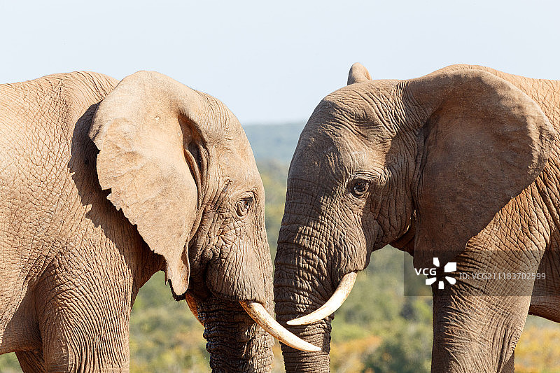 眼睛——非洲丛林象图片素材