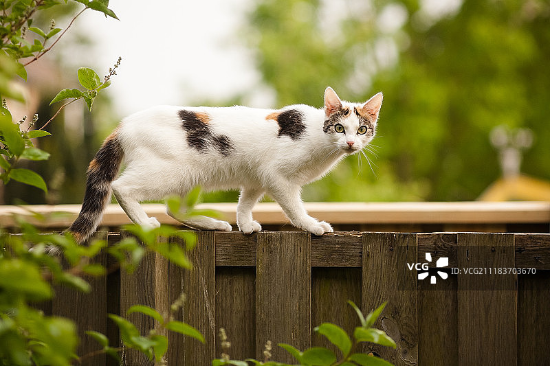 在右侧图片素材