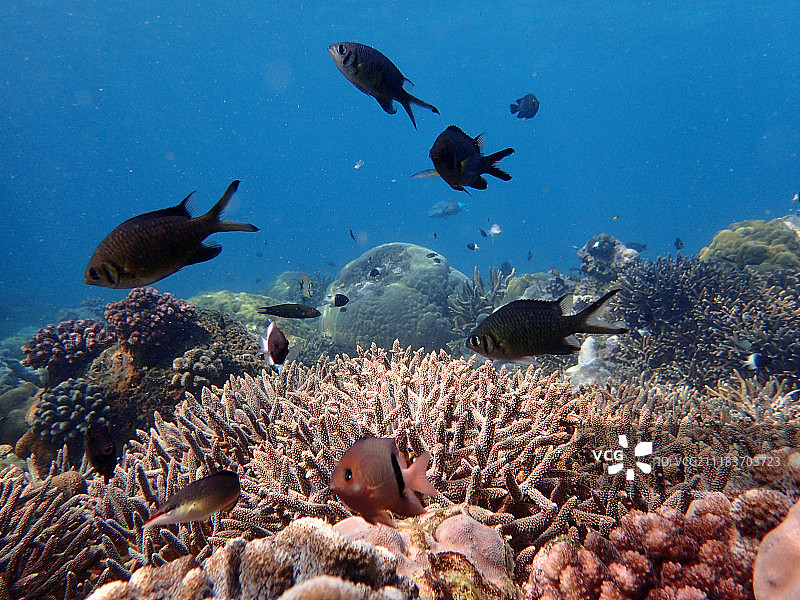 巴扎鲁托群岛上的双英里礁图片素材